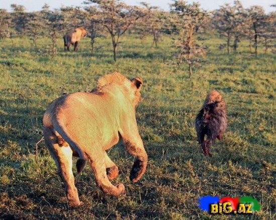 Kaftar filin içində gizləndi - FOTO
