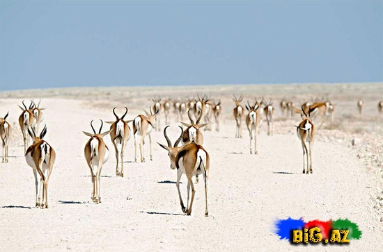 Təbiətin ən gözəl mənzərəsi. Heyvanların köçü - FOTO
