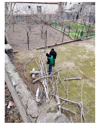 Güclü külək bir neçə ağacı yararsız etdi