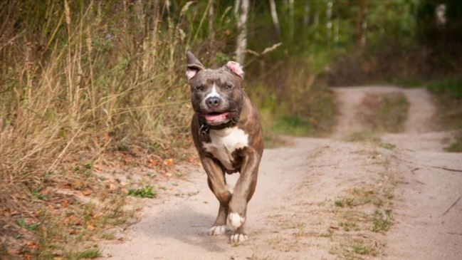 Pitbull iti sahibinə hücum edərək onu yaralayıb