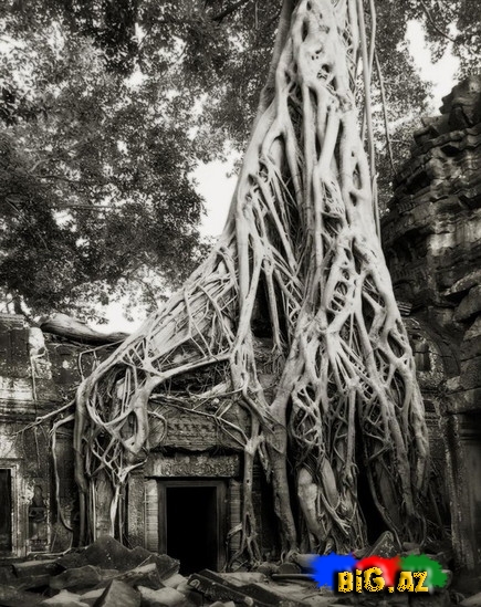 Dünyanın ən yaşlı ağacları - FOTO