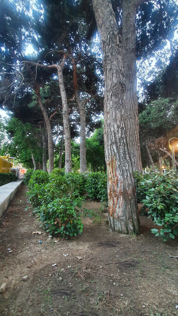 Bakıda "şir kükrəməsi" sakinlərin marağına səbəb olub - FOTO