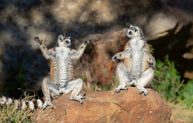 Gülmək istəyirsinizsə, bu fotolara baxın