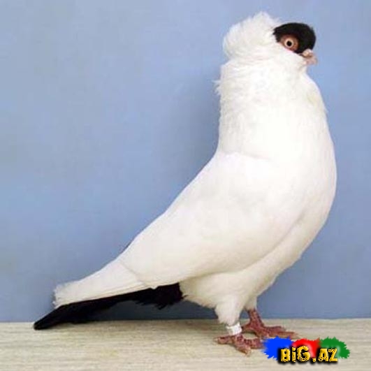 Biri birindən mükəmməl quş növləri - FOTO