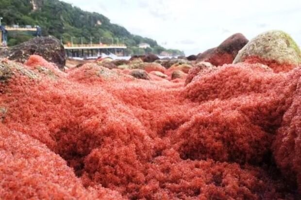 Milad adası qırmızıya büründü – FOTO
