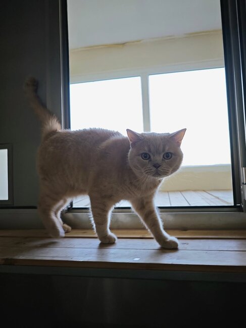 Leyla Əliyeva IDEA Heyvanlara Qayğı Mərkəzində - Fotolar