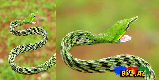 Qeyri-adi ilan görənləri çox təcübləndirir - FOTO