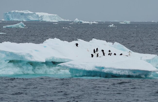 Antarktidaya yağan qarın içindən görün nə tapıldı - FOTO