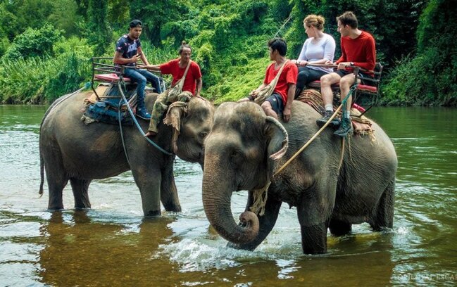 İndoneziyada fillərə minmək qadağan edildi