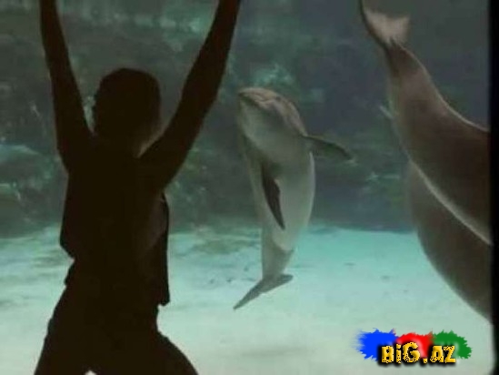 Gənc qız delfinləri belə əyləndirdi - VİDEO
