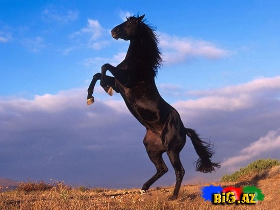 Bakıda 700 min manata at SATILIR