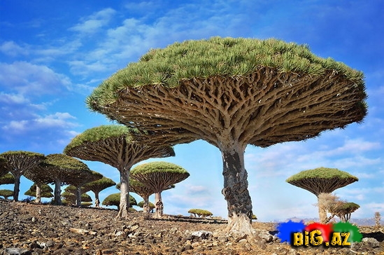 16 ən gözəl ağac - FOTO