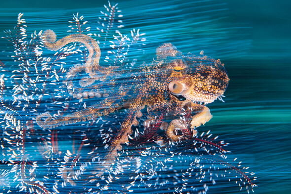 Okean fotoqraflarının çəkdikləri heyrətamiz kadrlar – FOTO