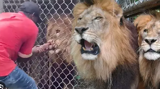Zooparkda DƏHŞƏT: Aslan baxıcısını parça-parça etdi