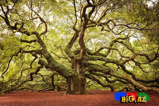 Dünyanın qeyri-adi ağacları - FOTO