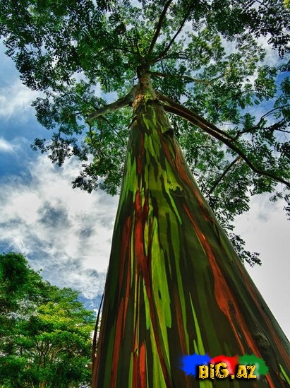 Dünyanın qeyri-adi ağacları - FOTO