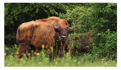 Azərbaycanda qorunan heyvan və bitkilərin mühafizəsi: cərimələr və qanuni sanksiyalar