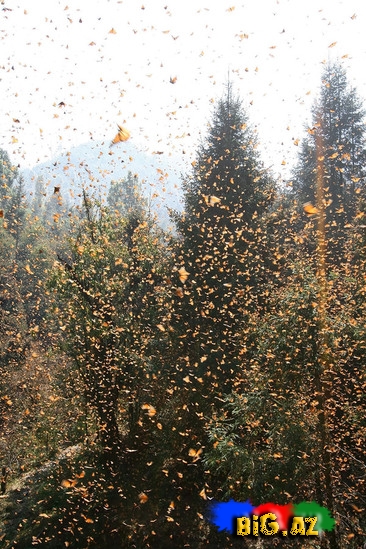 Təbiətin ən gözəl mənzərəsi. Heyvanların köçü - FOTO