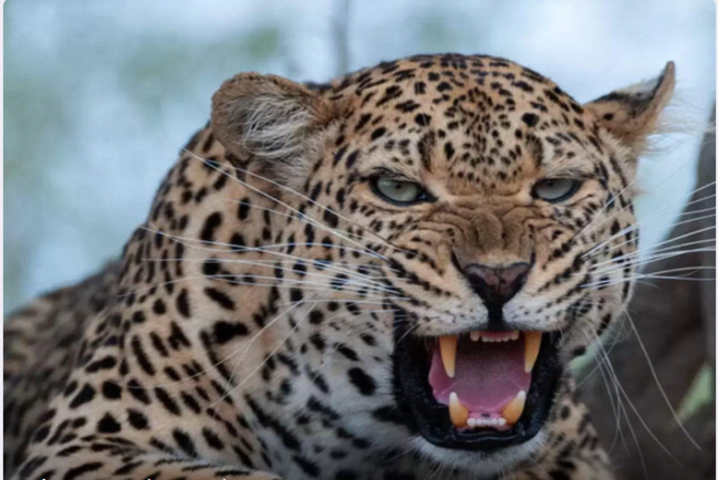 Bəbir 4 yaşlı qızı anasının yanından aparıb yedi