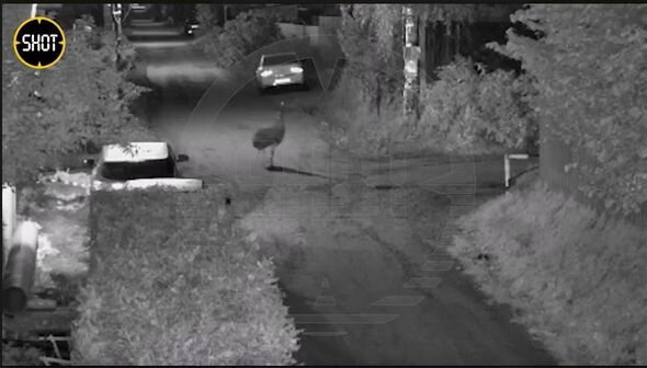 Sertolovoda küçələrdə qaçan dəvəquşu sakinləri qorxutdu - FOTO/VİDEO