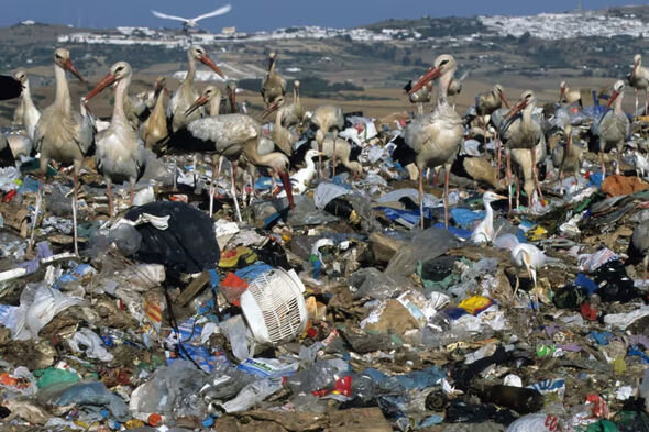 İspaniyada 10 minlərlə köçəri quş isti ölkələr əvəzinə zibilliklərə "köç etdi" - FOTO