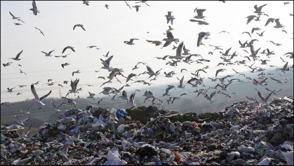 İspaniyada 10 minlərlə köçəri quş isti ölkələr əvəzinə zibilliklərə "köç etdi" - FOTO