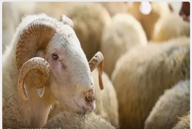 Qurbanlıq heyvan bayramdan qabaq ölsə nə etmək lazımdır?