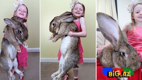 Dünyanın ən böyük dovşanı