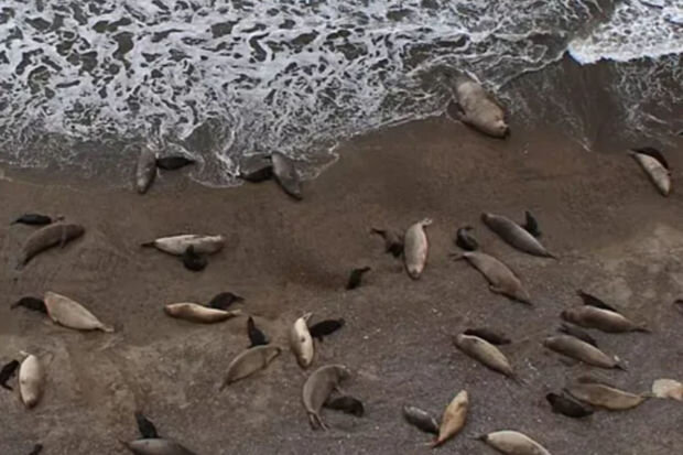 Təhlükə artır: İnsanlar üçün də qorxulu olan xəstəlikdən minlərlə məməli öldü