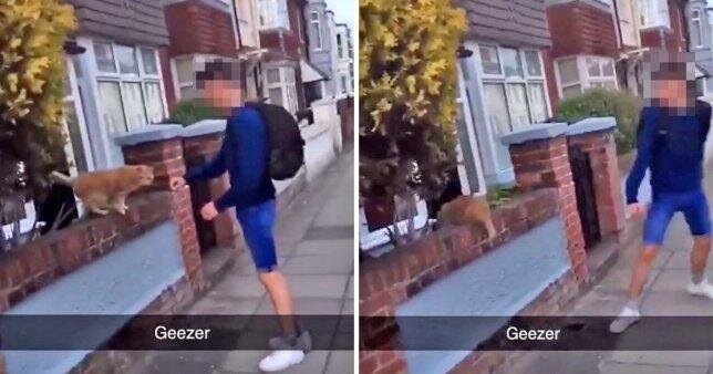 Pişiyin başını yumruqla əzən oğlan tutuldu - FOTO