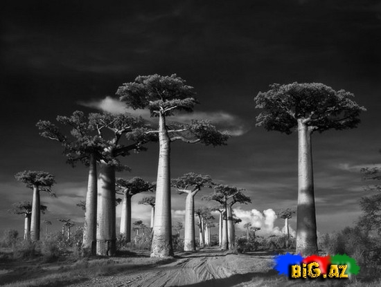 Dünyanın ən yaşlı ağacları - FOTO