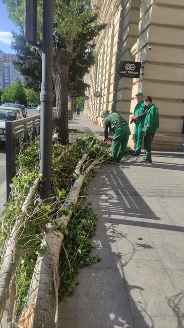 Dünəndən bəri Bakıda 41 ağac sınıb - Fotolar