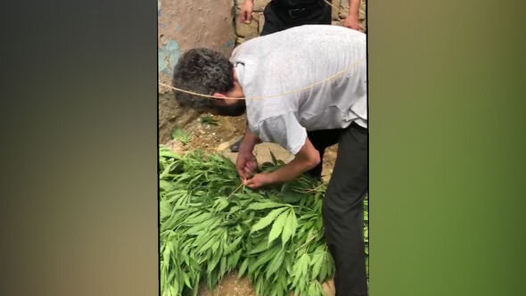 Bakıda narkotik bitkilər əkib-becərən şəxs tutuldu - FOTO