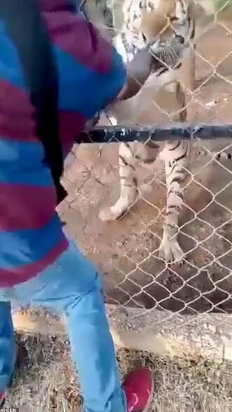 Pələngi sığallamaq istəyən zoopark işçisinin qorxudan ürəyi partladı - FOTO