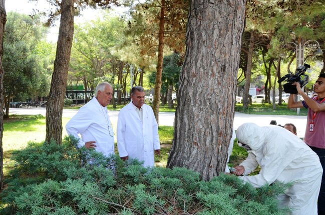 Bakıda xarici mütəxəssislər ağacları belə müalicə etdilər - FOTOLAR
