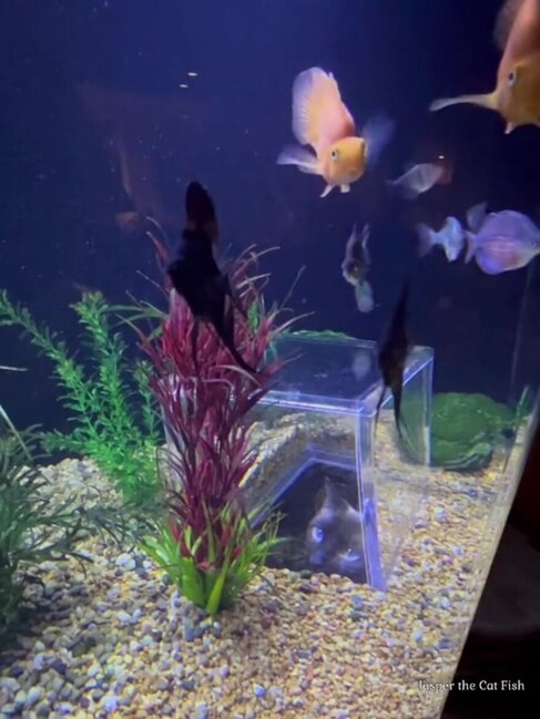 Pişiyi üçün görün necə akvarium düzəltdirdi - FOTO-VİDEO