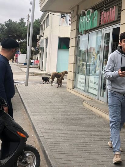 ŞİKAYƏT: Mehdiabadda bələdiyyə binasının yaxınlığı zibil poliqonuna çevrilib, sahibsiz itlər insanlara hücum edir - FOTO