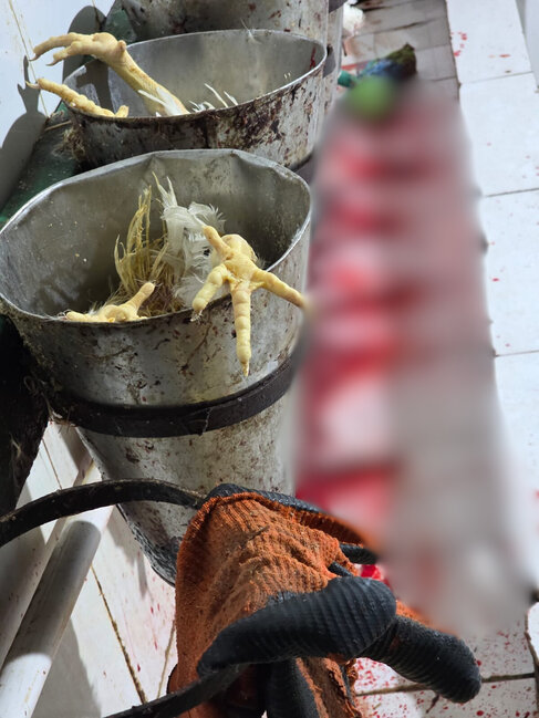 Toyuq ətini bu şəraitdə istehsal edirlərmiş - Video