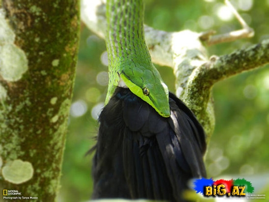 Qeyri-adi ilan görənləri çox təcübləndirir - FOTO