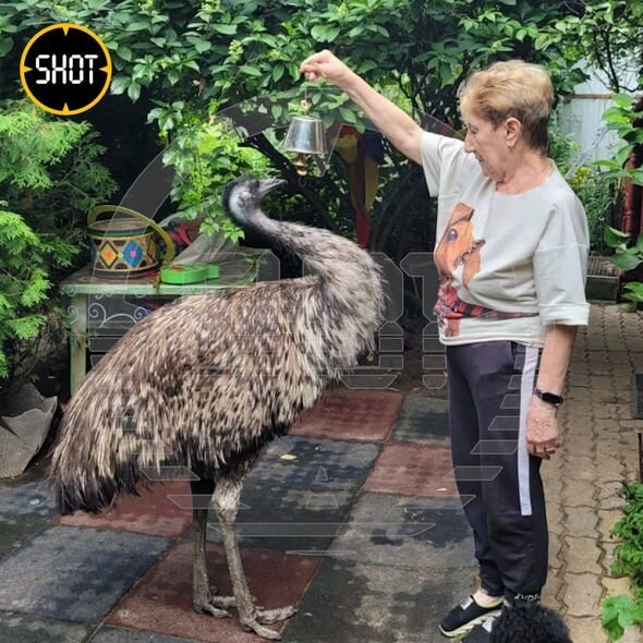 Sertolovoda küçələrdə qaçan dəvəquşu sakinləri qorxutdu - FOTO/VİDEO