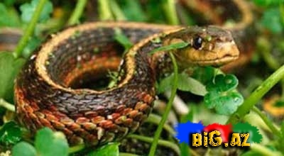 Gürzə ilanı çalan qadından xəbər var -VİDEO