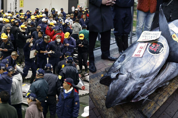 Yaponiyada nəhəng tunes balığı rekord qiymətə satıldı