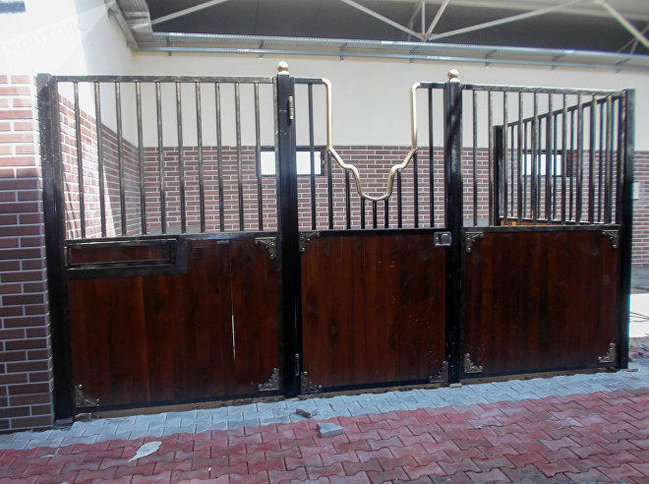 Qarabağ atları ilə bağlı sevindirici xəbər - FOTO