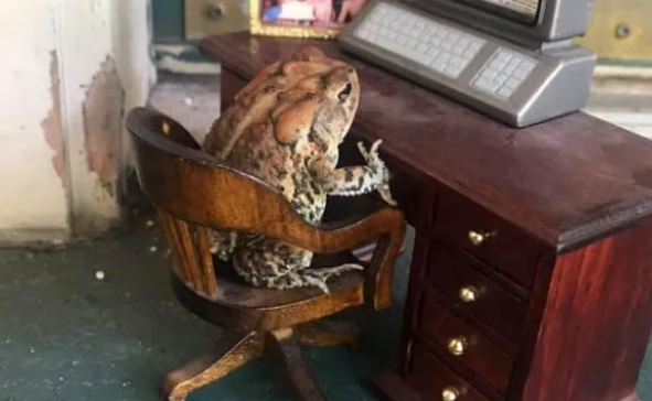 Bu qızın hərəkəti hər kəsi təəccübləndirdi - Evində qurbağa saxlayır - FOTOLAR