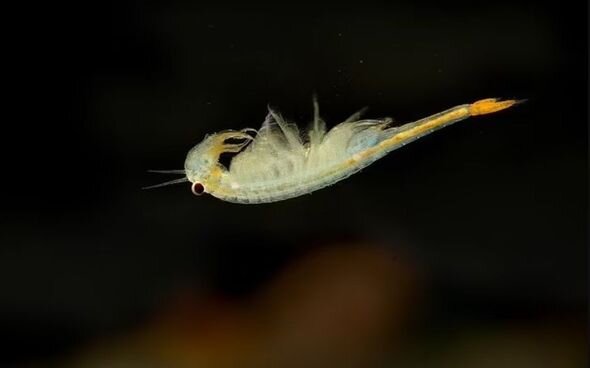 Öz saatlarını gözləyirdilər: Fəlakət yüzlərlə üçgözlü dinozavr-krevetini oyandırdı - FOTO