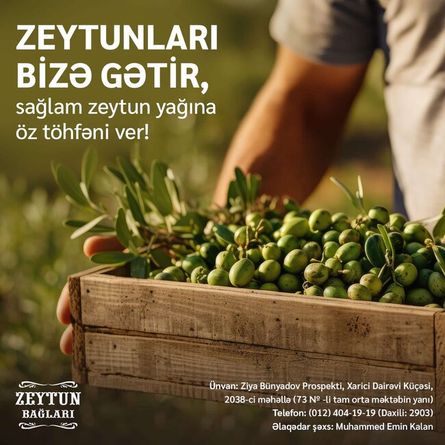 "Azərsun Holdinq" zeytun qəbuluna start verib