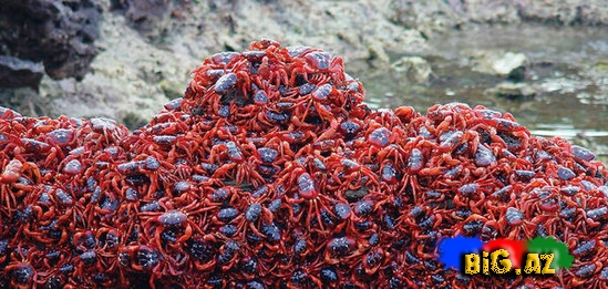 Təbiətin ən gözəl mənzərəsi. Heyvanların köçü - FOTO