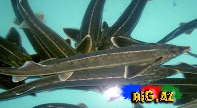 Azərbaycana qanunsuz yolla gətirilən balıqlarla bağlı məlumat yayıldı