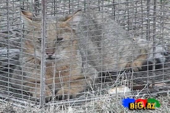 Göyçayda vəhşi çöl pişiyi tutulub - FOTO