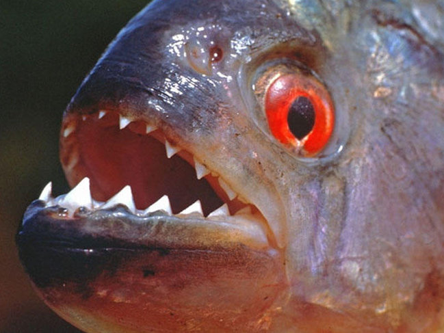 Köpək balığından daha yırtıcı piranyalar - VİDEO